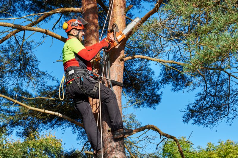 Tree Cabling Service detail