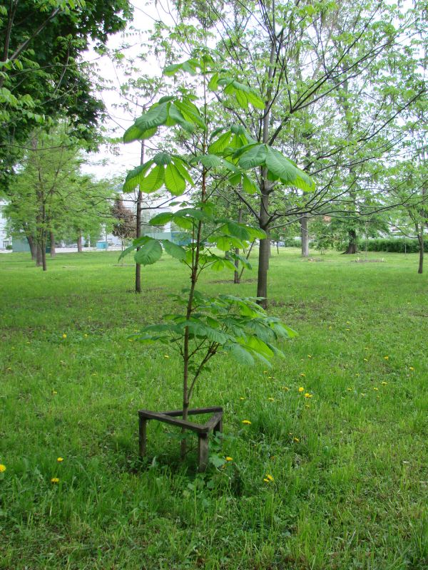 Mature Tree Plantings