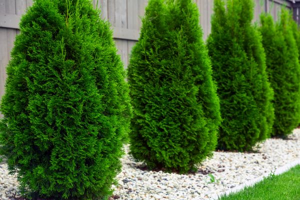 Arborvitae Planting in Buckeye