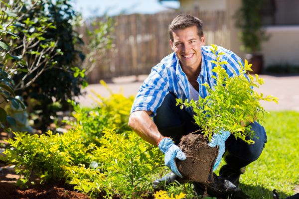 Bush Planting Service in Buckeye