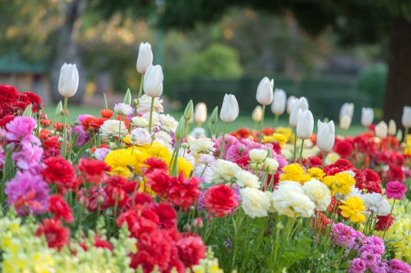 Gardening Service in Buckeye