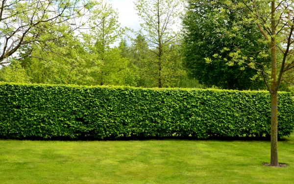 Hedge Planting in Buckeye