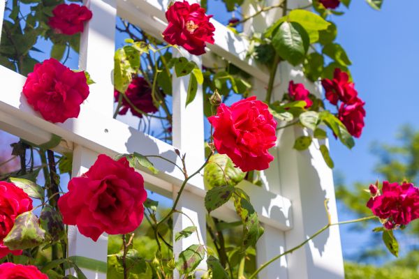 Home Gardening Service in Buckeye