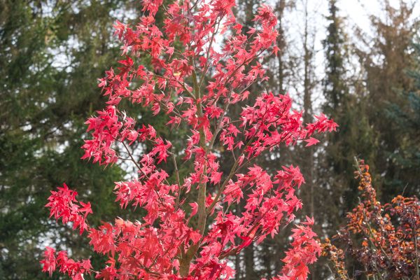 Japanese Maple Planting in Buckeye