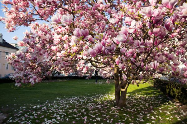 Magnolia Tree Planting in Buckeye