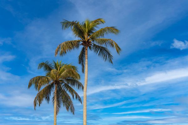 Palm Tree Planting in Buckeye