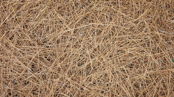 Pine Needles Delivery in Buckeye