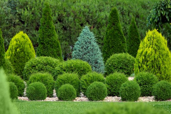 Shrub Replacement in Buckeye
