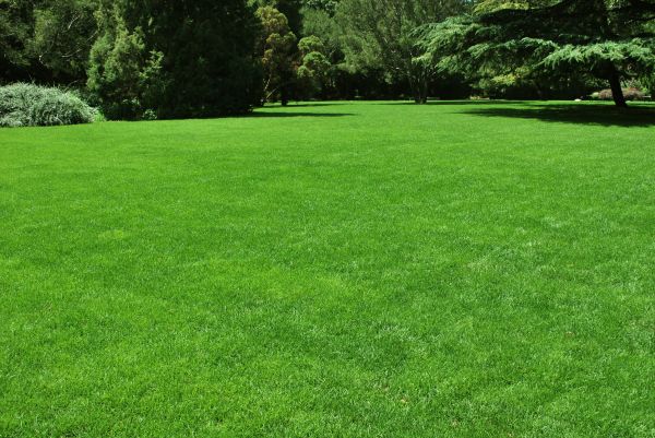 Lawn Landscaping in Buckeye