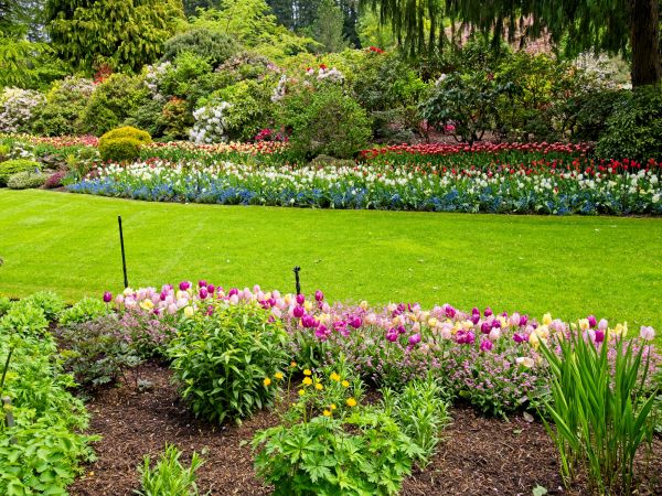 Residential Landscape Design in Buckeye