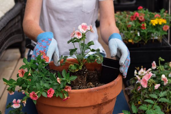 Plant Care Service in Buckeye