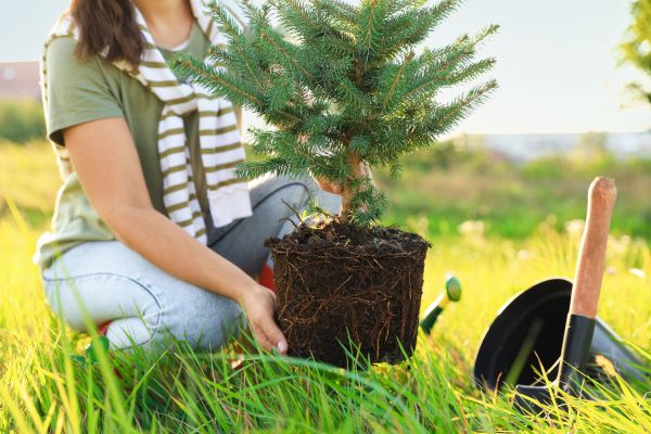 Spruce Tree Planting in Buckeye