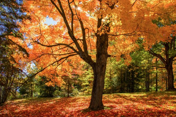 Maple Tree Planting in Buckeye