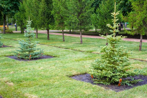 Privacy Trees Planting in Buckeye