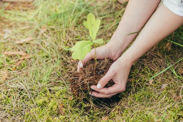 Oak Tree Planting in Buckeye