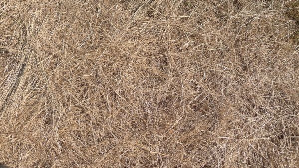 Pine Straw Replacement in Buckeye