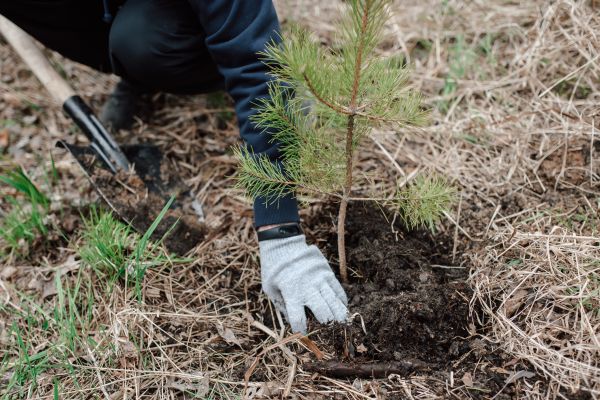 Pine Tree Planting in Buckeye