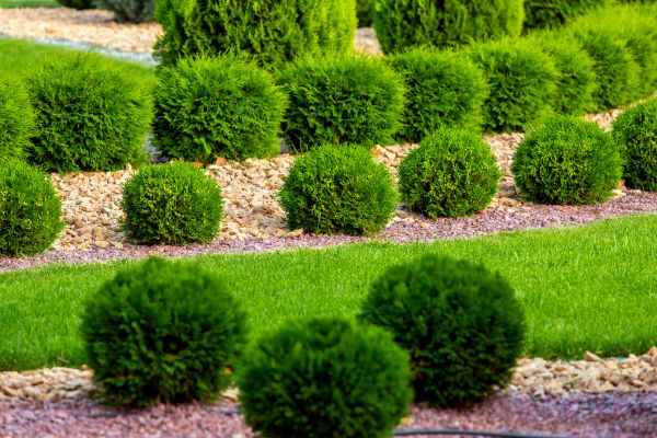 Bush Replacement in Buckeye