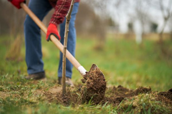Trees Planting in Buckeye