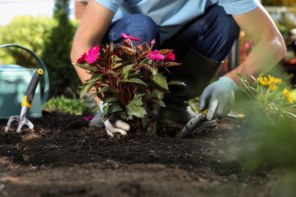 Plant Replacement in Buckeye