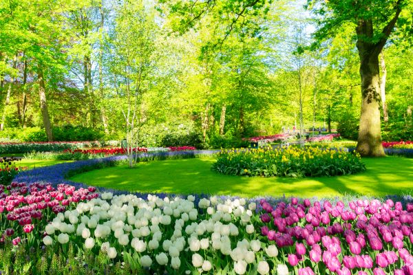 Flower Landscaping in Buckeye