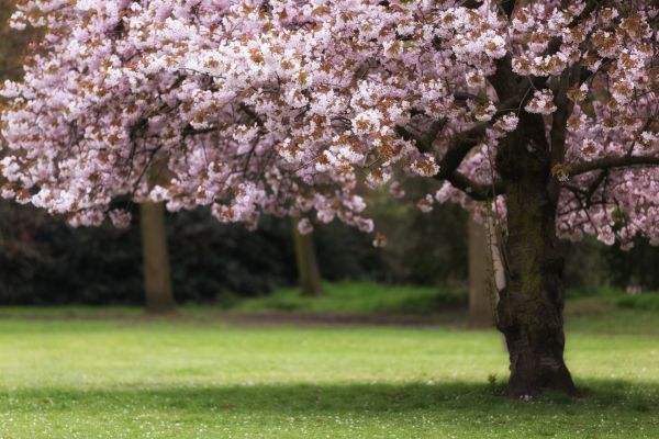 Cherry Tree Planting in Buckeye