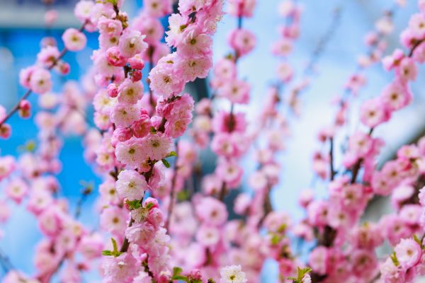 Japanese Cherry Tree Planting in Buckeye