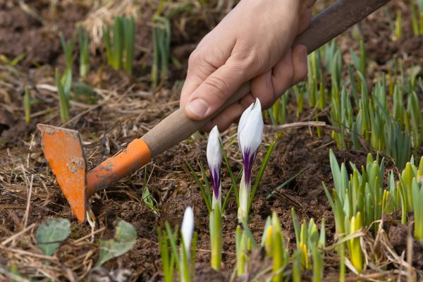 Flower Garden Weeding in Buckeye