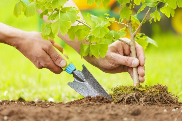 Fruit Tree Planting in Buckeye