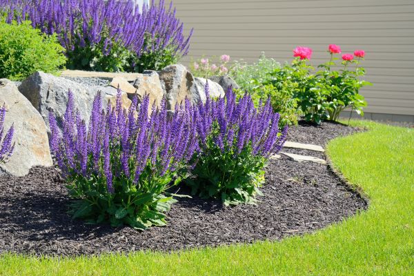 Landscape Planting Service in Buckeye