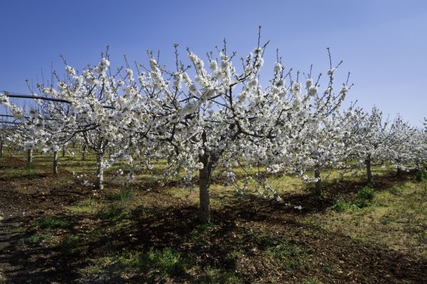 Orchard Planting in Buckeye