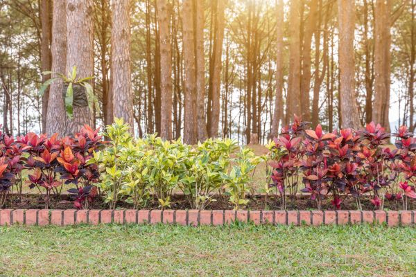 Small Garden Landscaping in Buckeye