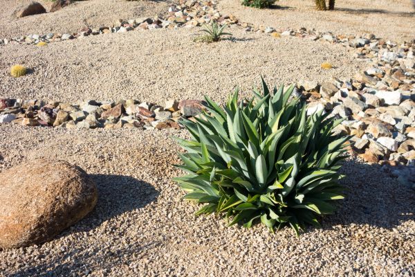 Xeriscaping Service in Buckeye