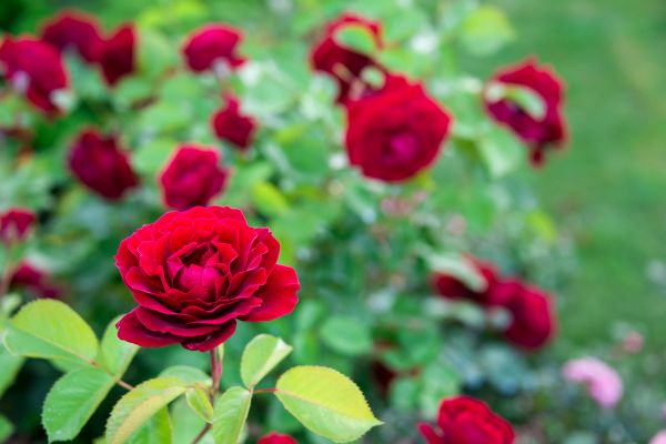 Rose Planting in Buckeye