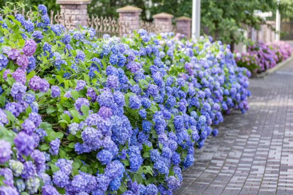 Hydrangea Landscaping in Buckeye
