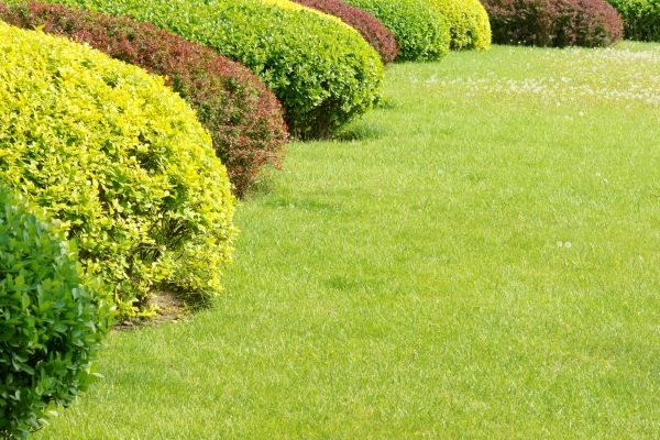 Shrubbery Planting in Buckeye