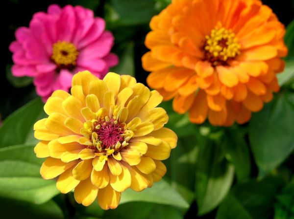 Zinnia Planting in Buckeye