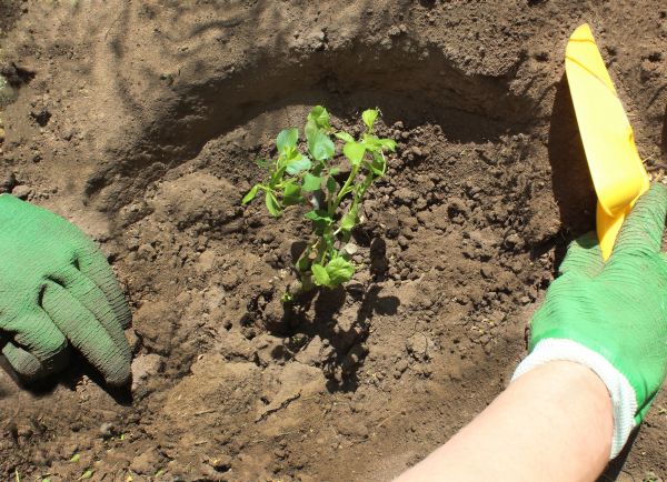 Rose Bush Planting in Buckeye