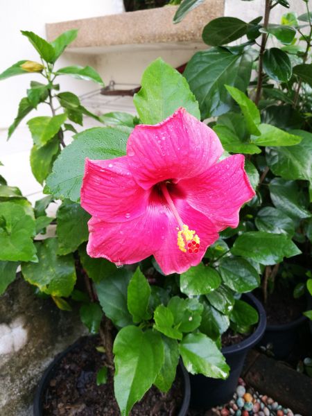 Hibiscus Planting in Buckeye