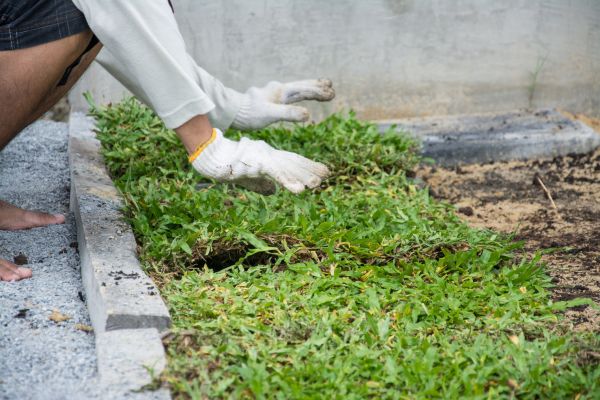 Ground Cover Planting in Buckeye