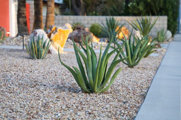Drought Resistant Landscaping in Buckeye
