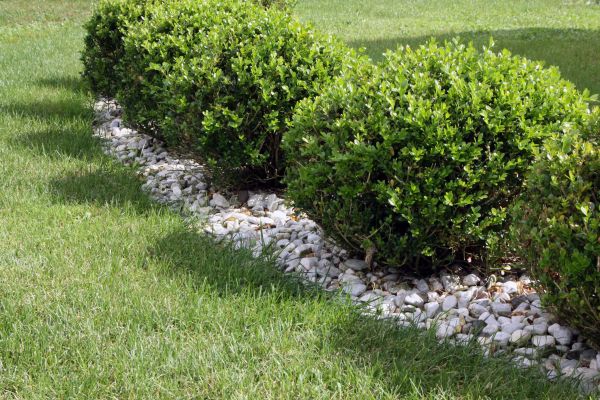 Boxwood Planting in Buckeye