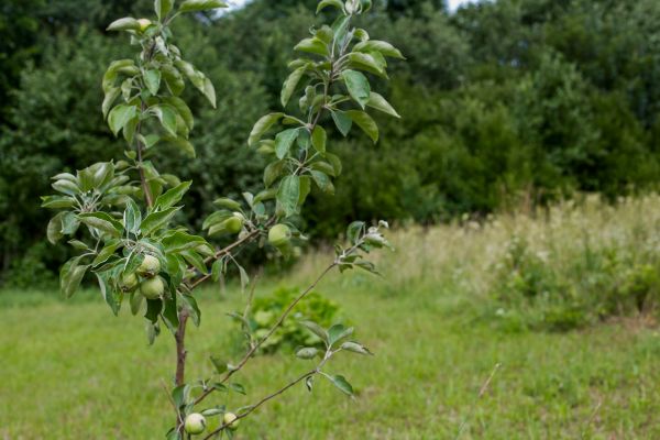 Apple Tree Planting in Buckeye