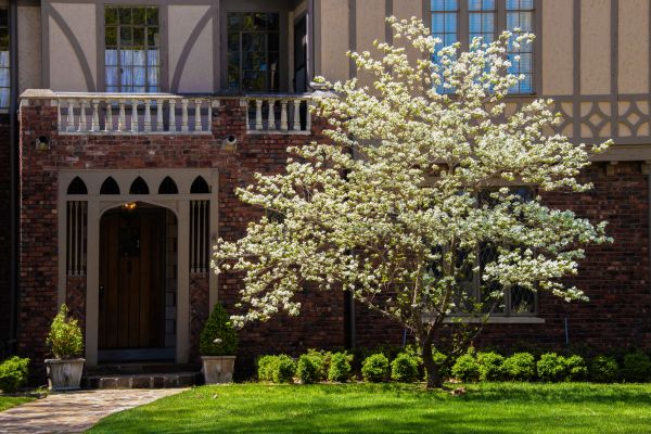 Dogwood Tree Planting in Buckeye